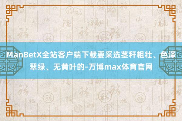 ManBetX全站客户端下载要采选茎秆粗壮、色泽翠绿、无黄叶的-万博max体育官网